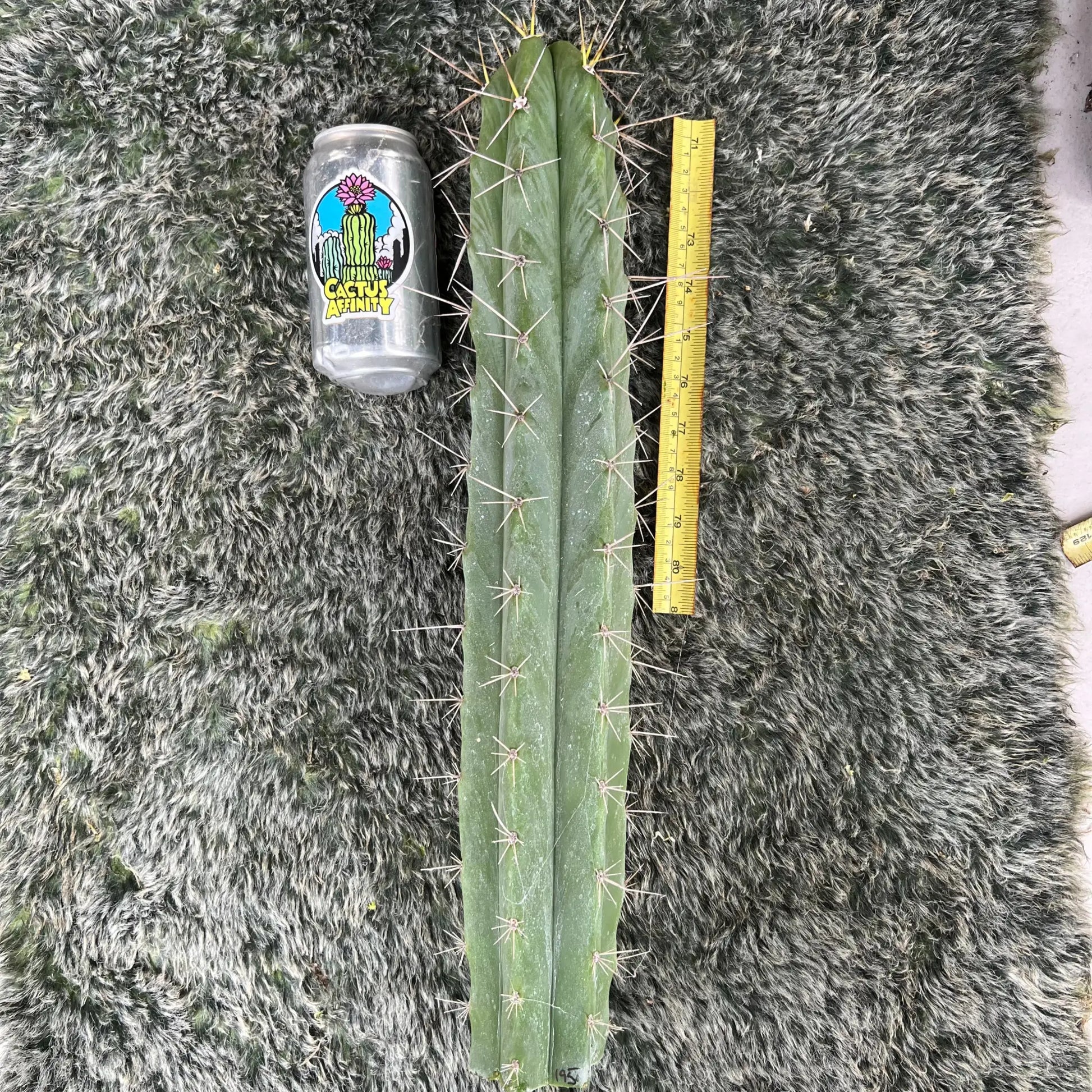 huanu x PC - big 20” cutting - live cactus plant