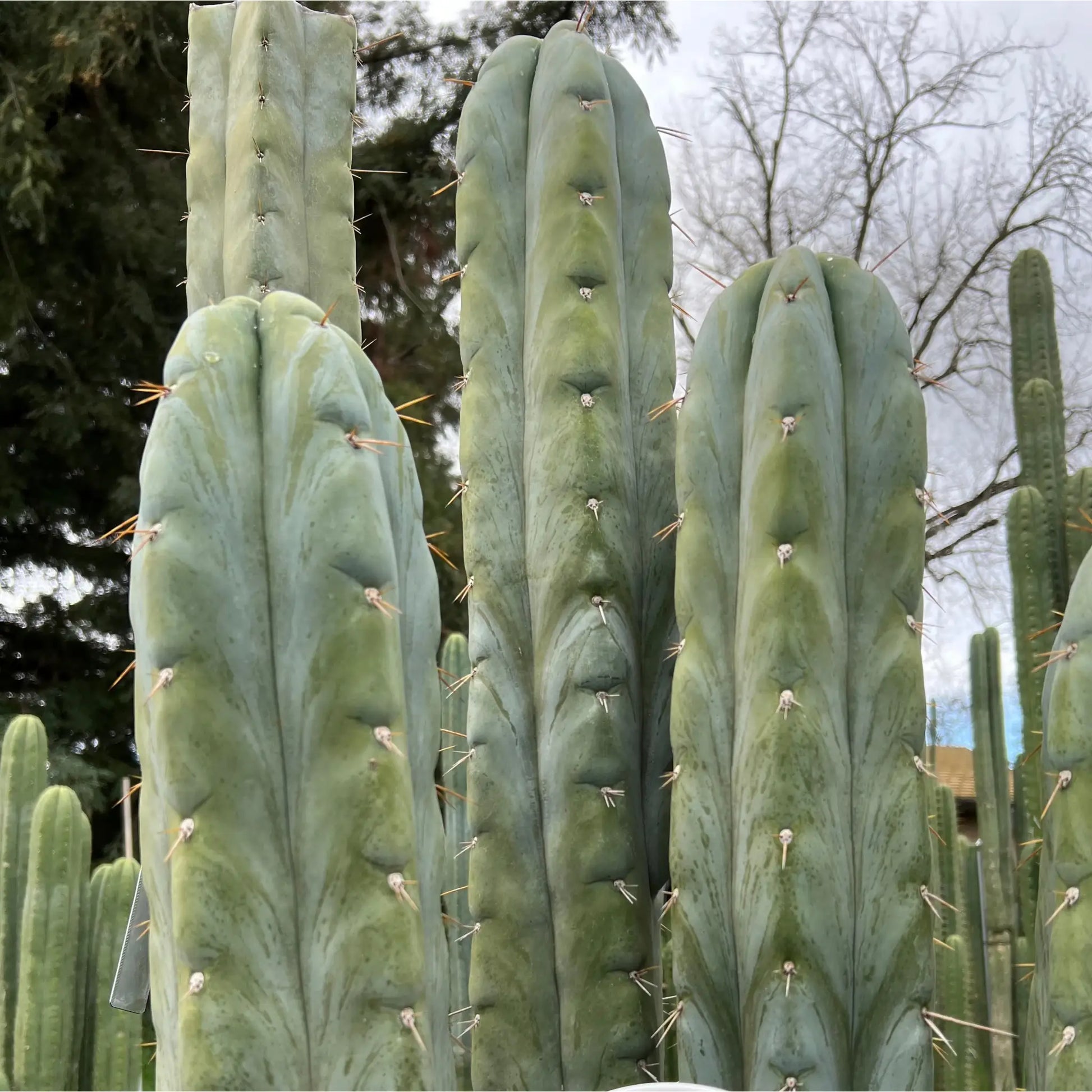 huanu JS129 - live cactus plant
