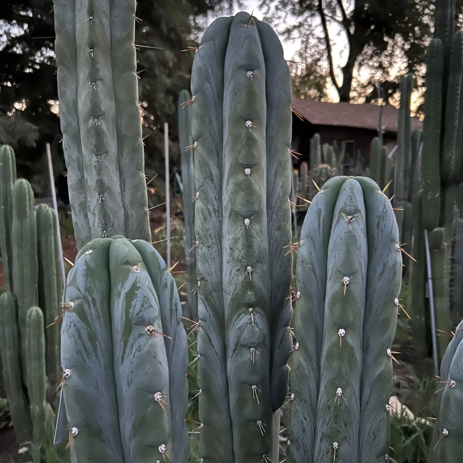 huanu JS129 - live cactus plant