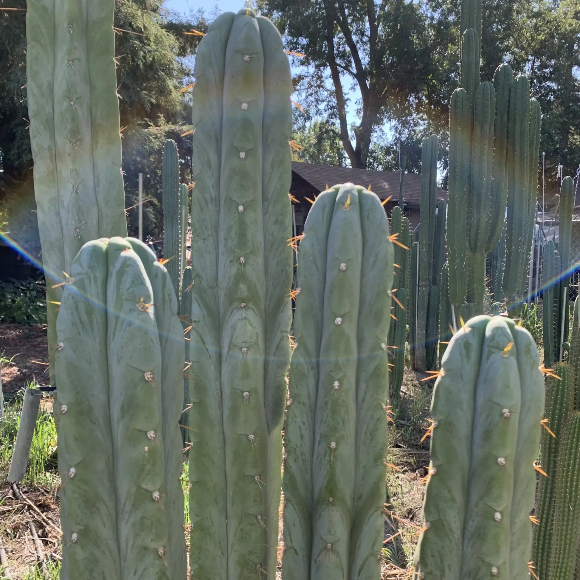 huanu JS129 - live cactus plant