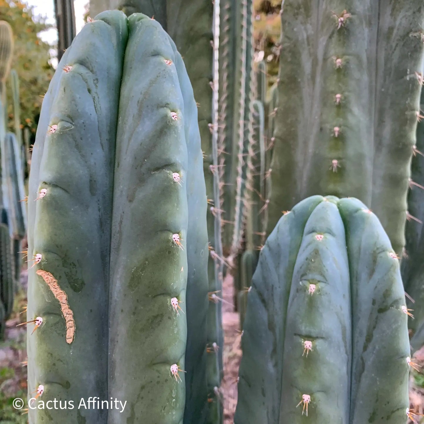 huanu JS288 - live cactus plant