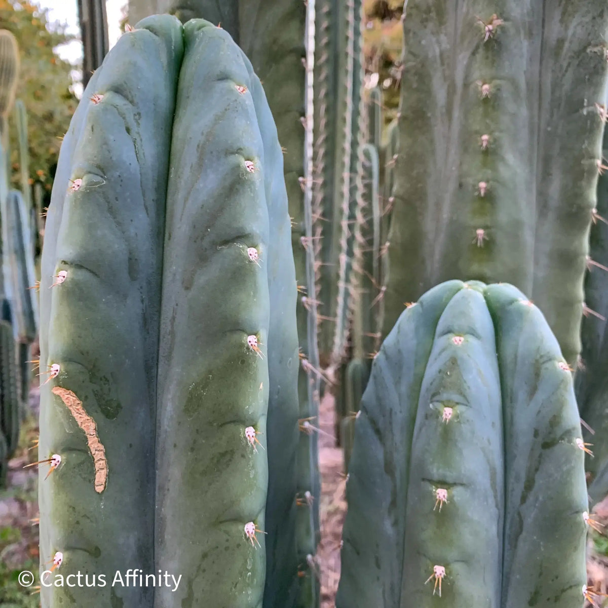 huanu JS288 - live cactus plant