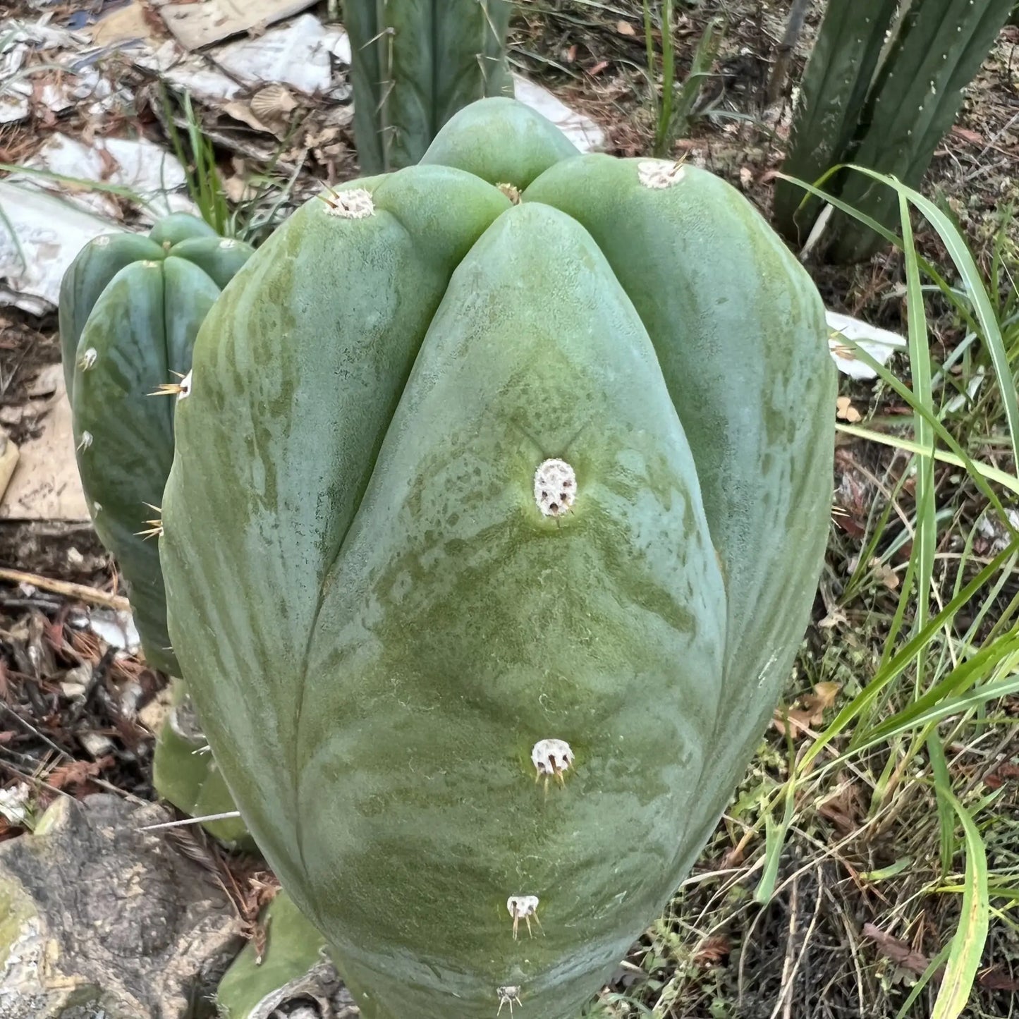 huanu JS288 - live cactus plant