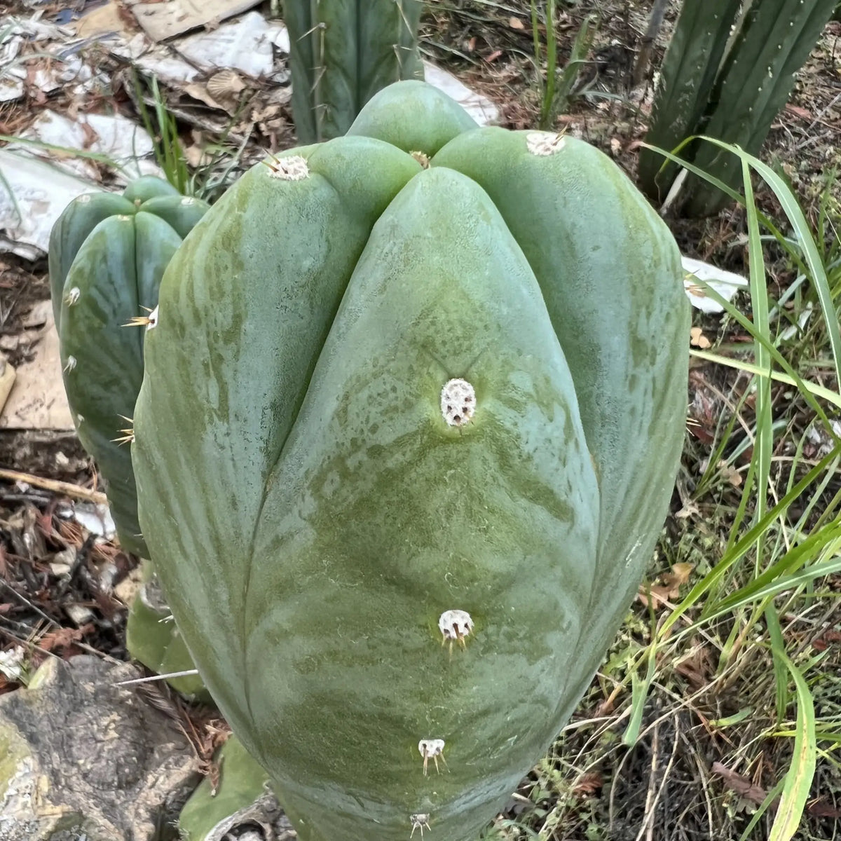 huanu JS288 - live cactus plant