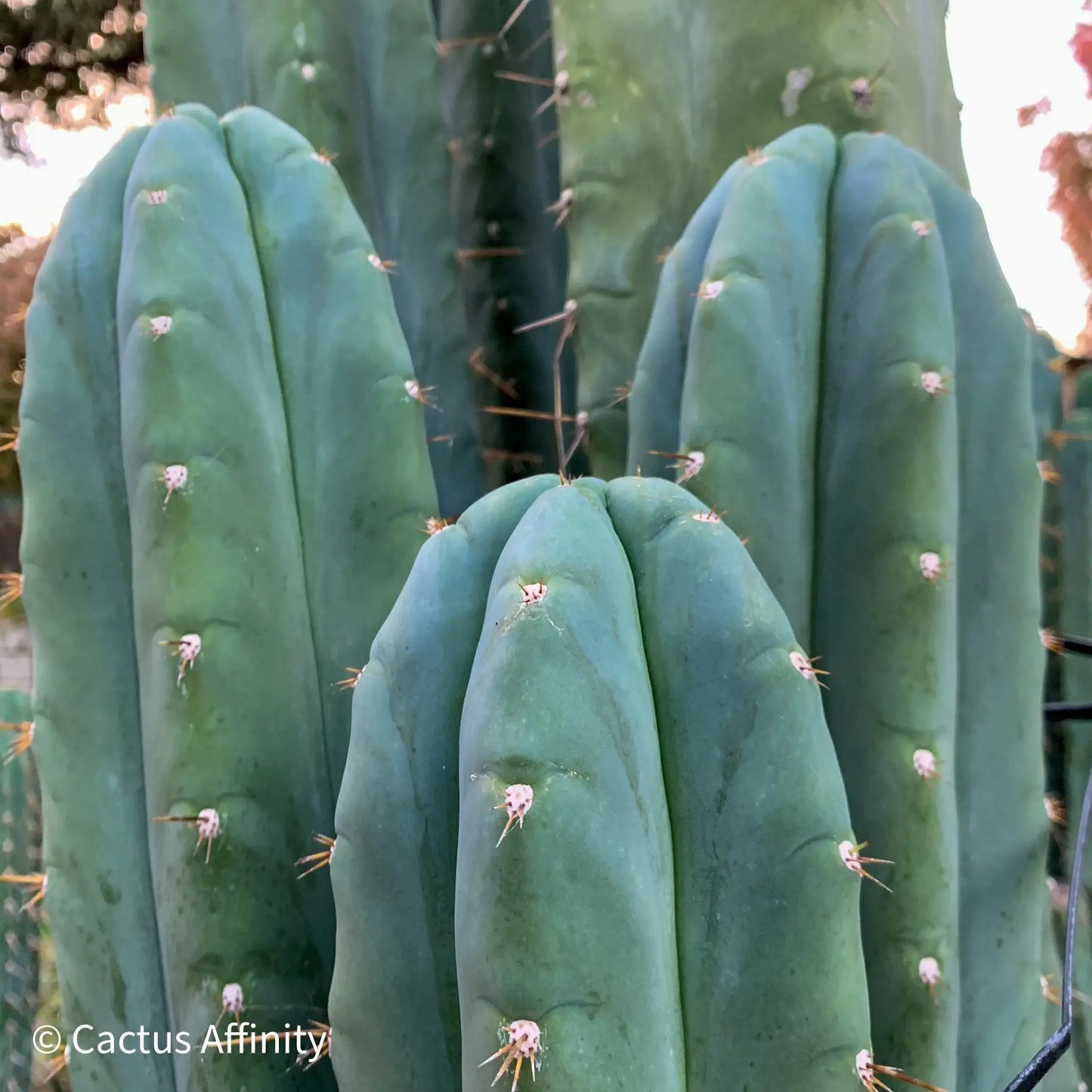 huanu JS288 - live cactus plant