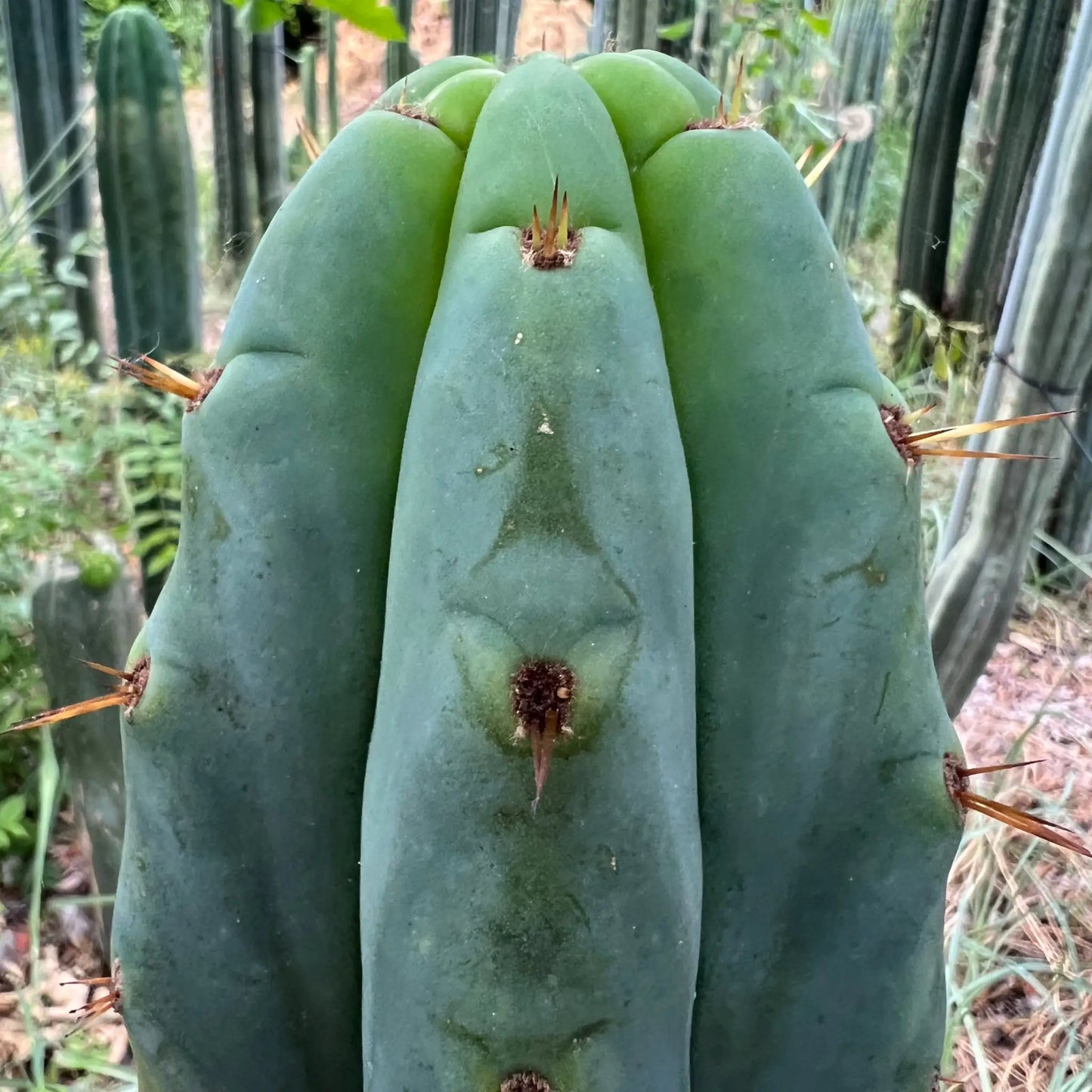 huanu JS84 - live cactus plant