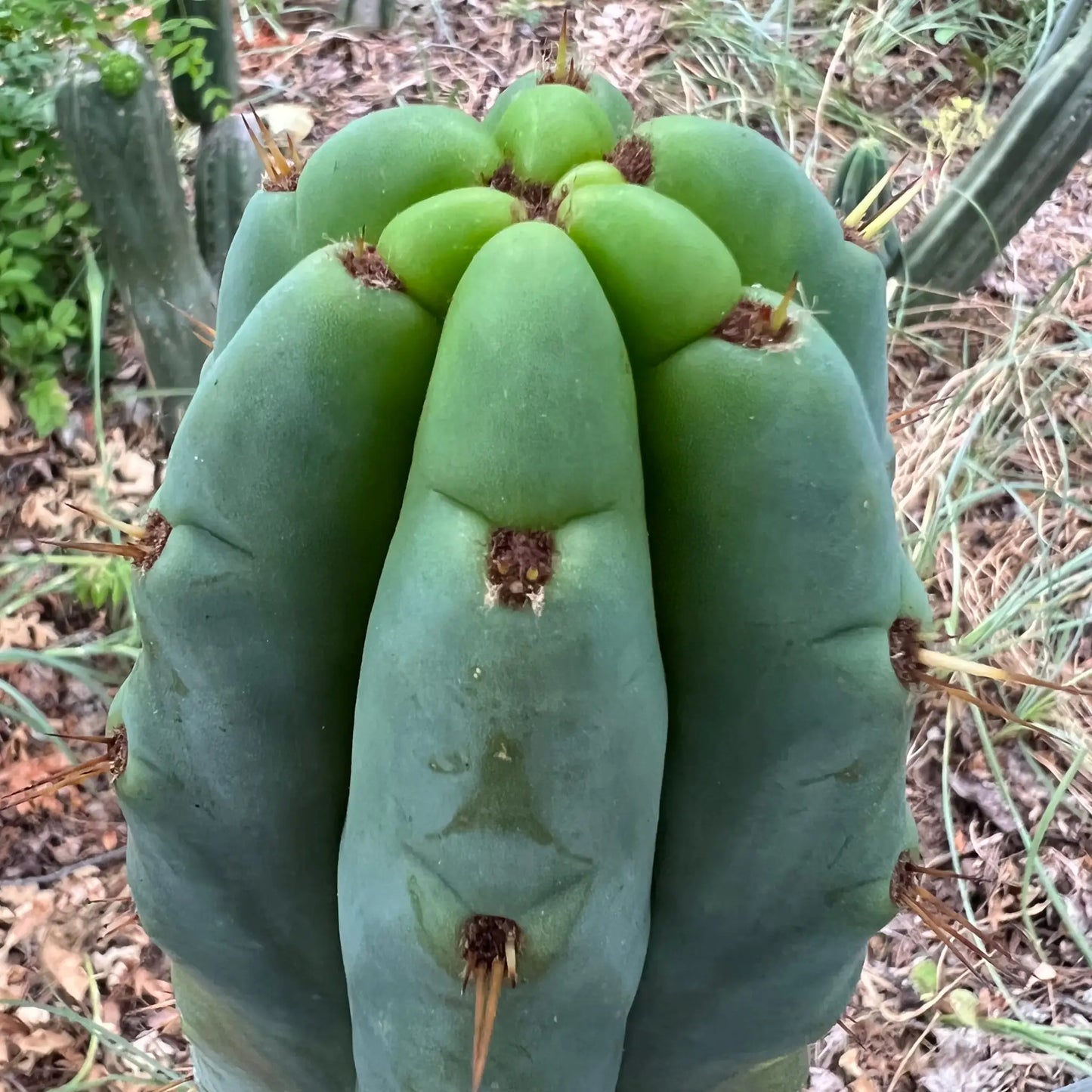 huanu JS84 - live cactus plant