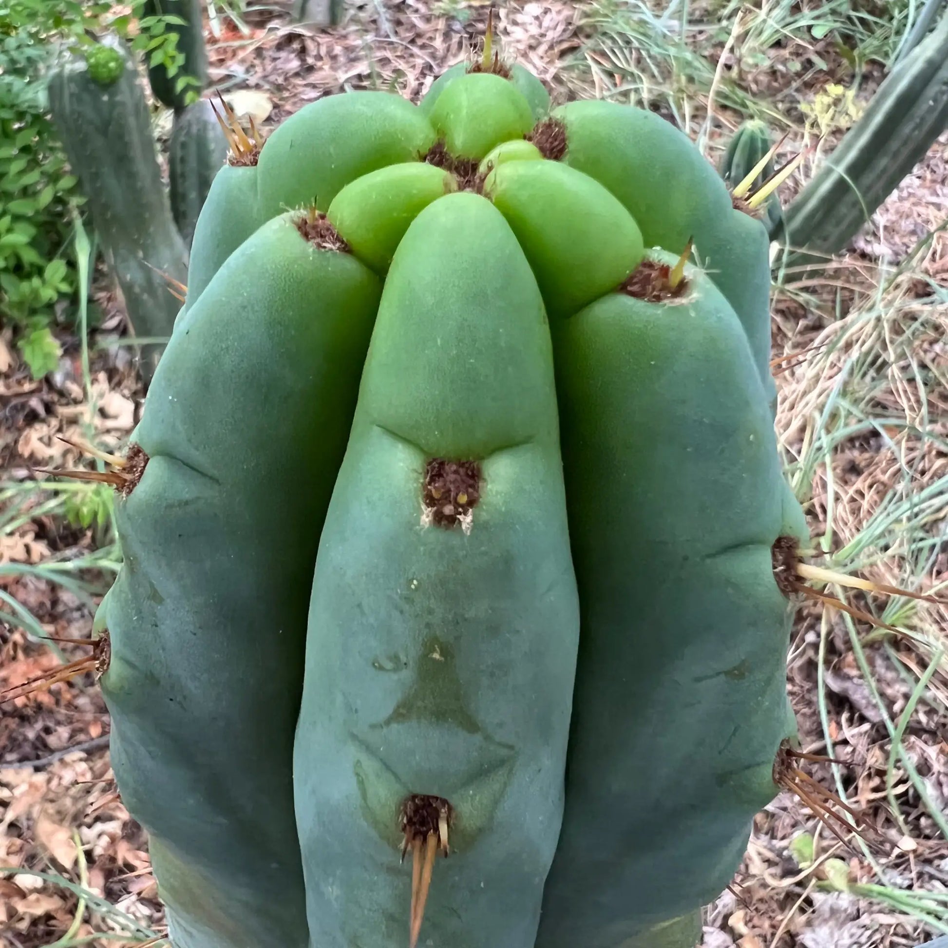 huanu JS84 - live cactus plant