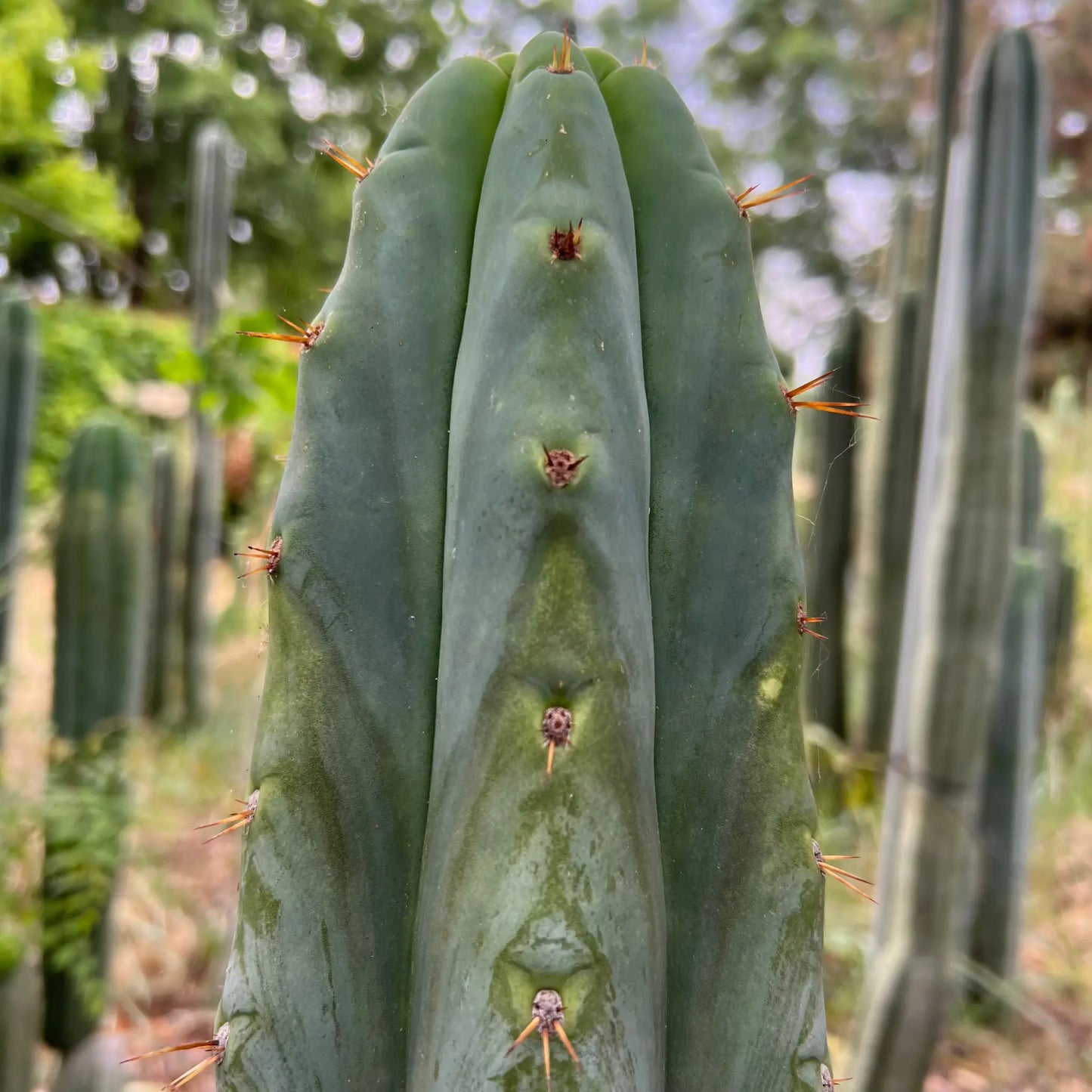 huanu JS84 - live cactus plant