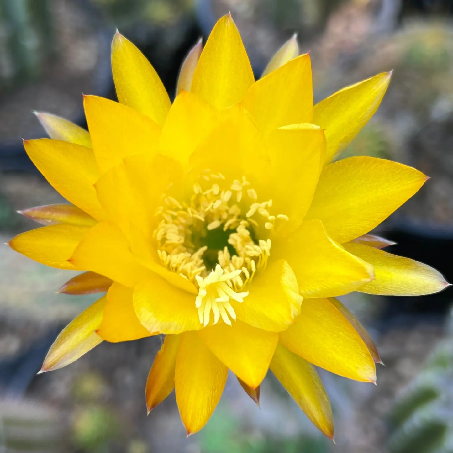 huascha - yellow - soon