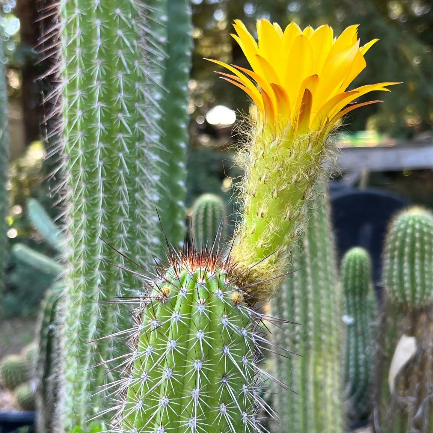 huascha - yellow - soon