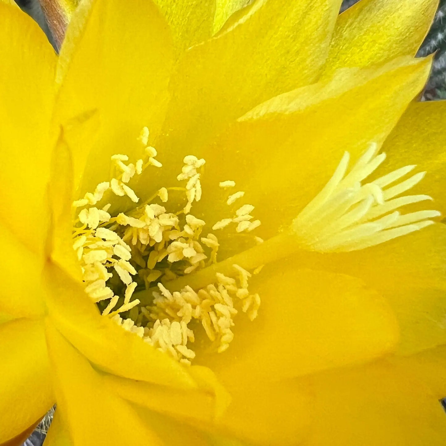 huascha - yellow - soon