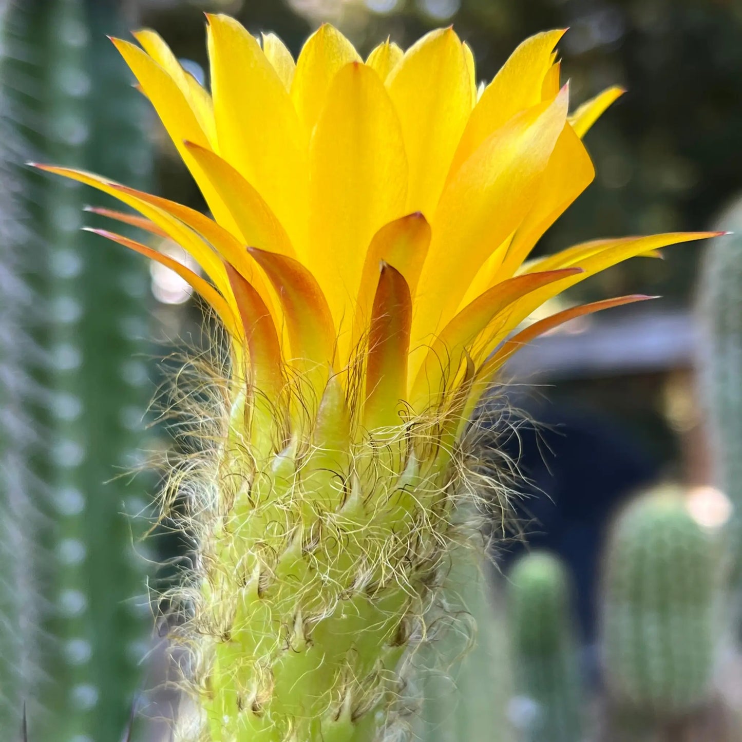 huascha - yellow - soon