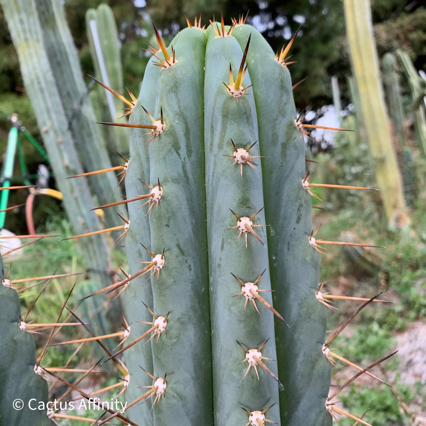 IcarosDNA JS199 - 14” tip cut - live cactus plant