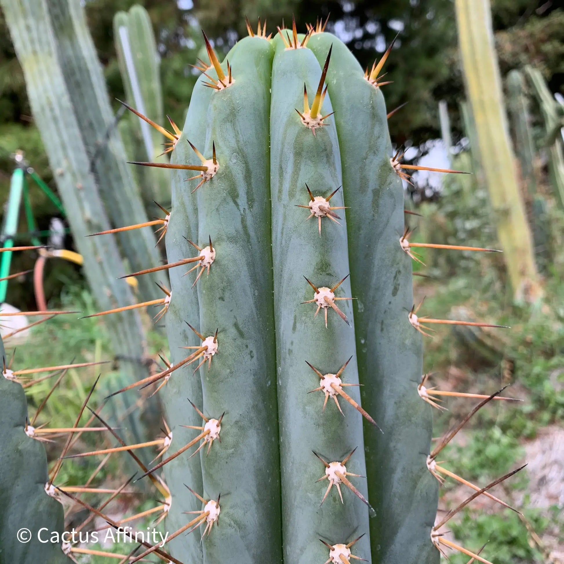 IcarosDNA JS199 - 14” tip cut - live cactus plant