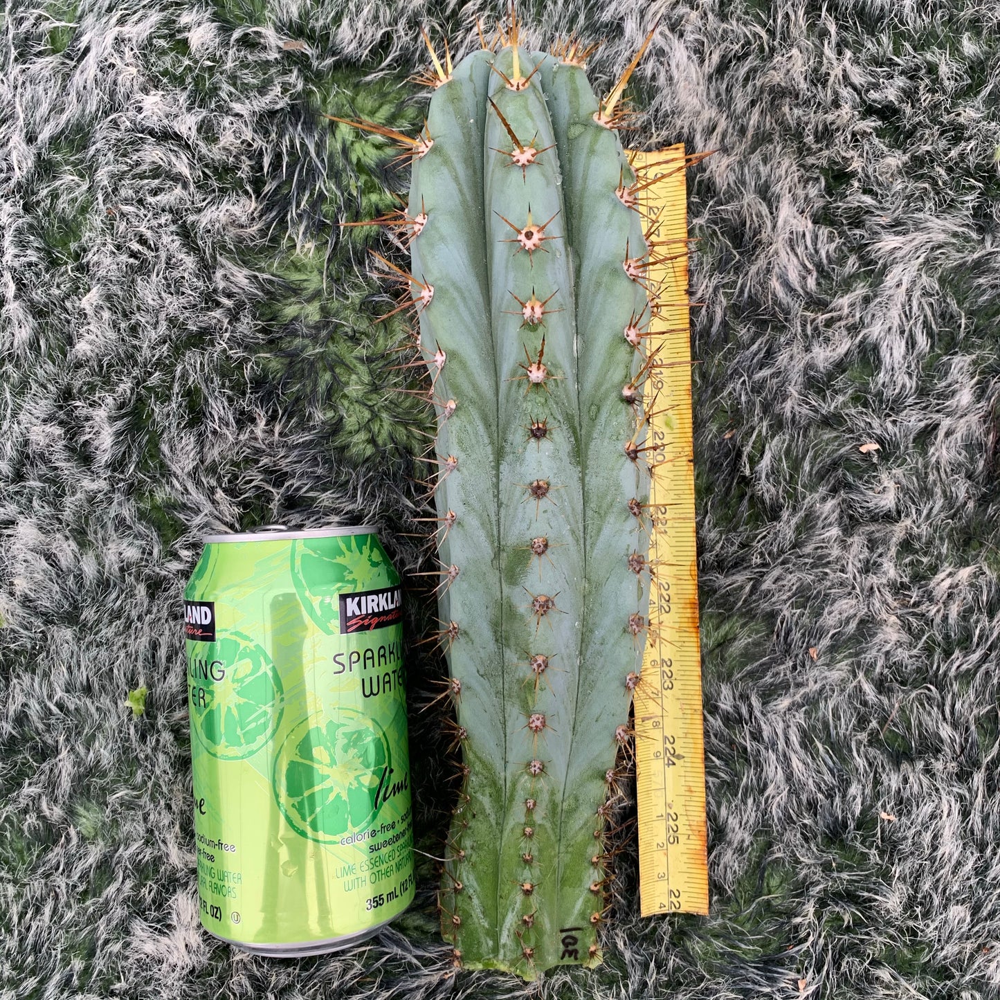 Wild Andes JS301 (IcarosDNA)