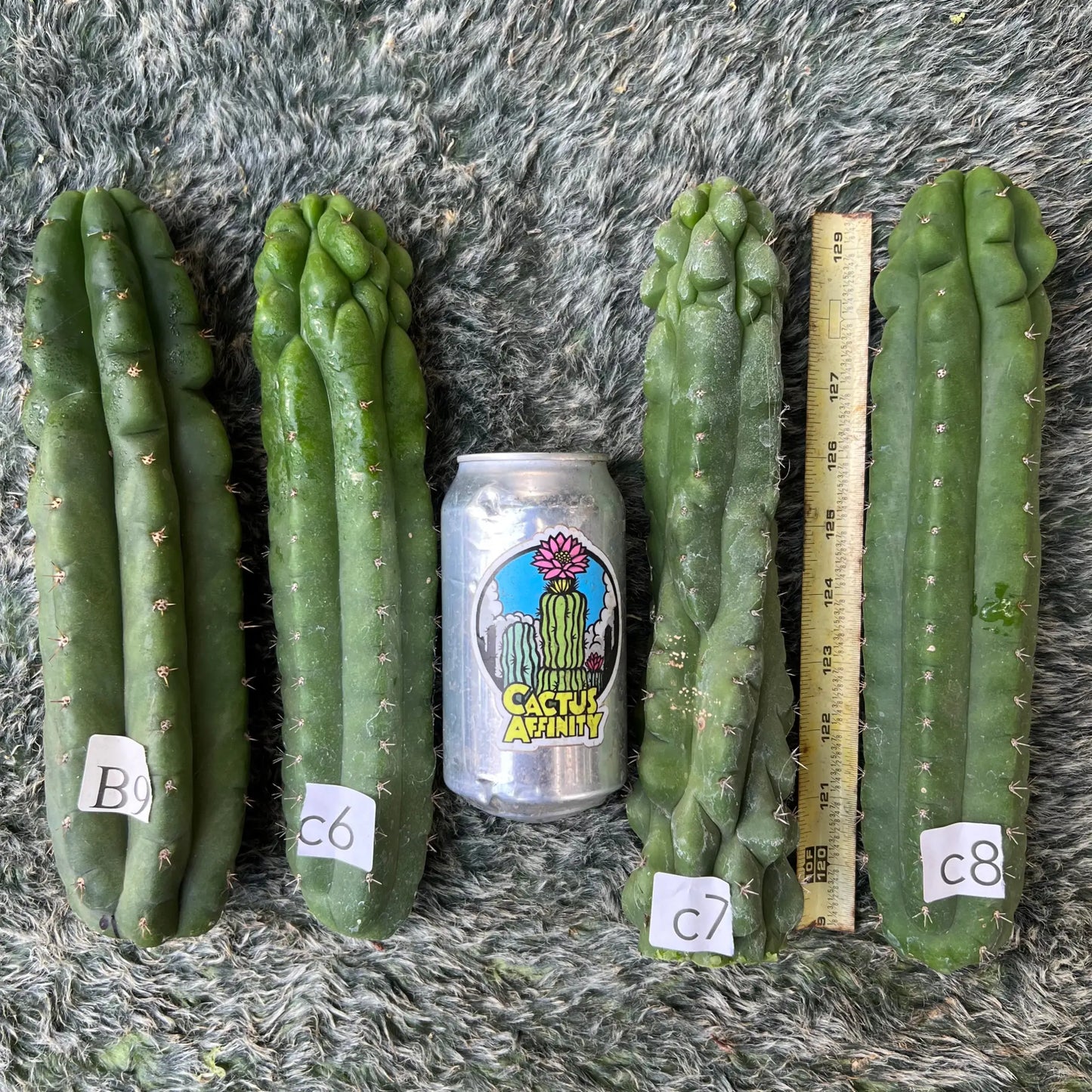 TPM SSP CCC JS01 - B9 10” tip cut - live cactus plant