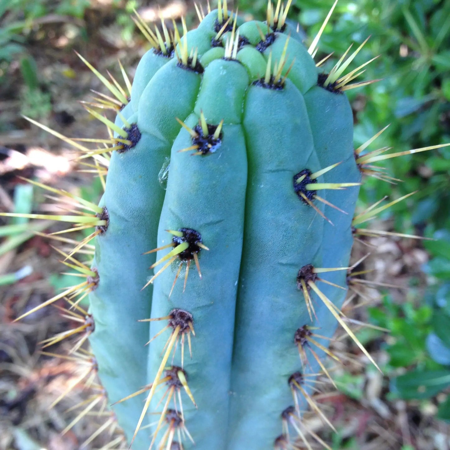 JS08 - a0 13” tip cut - live cactus plant