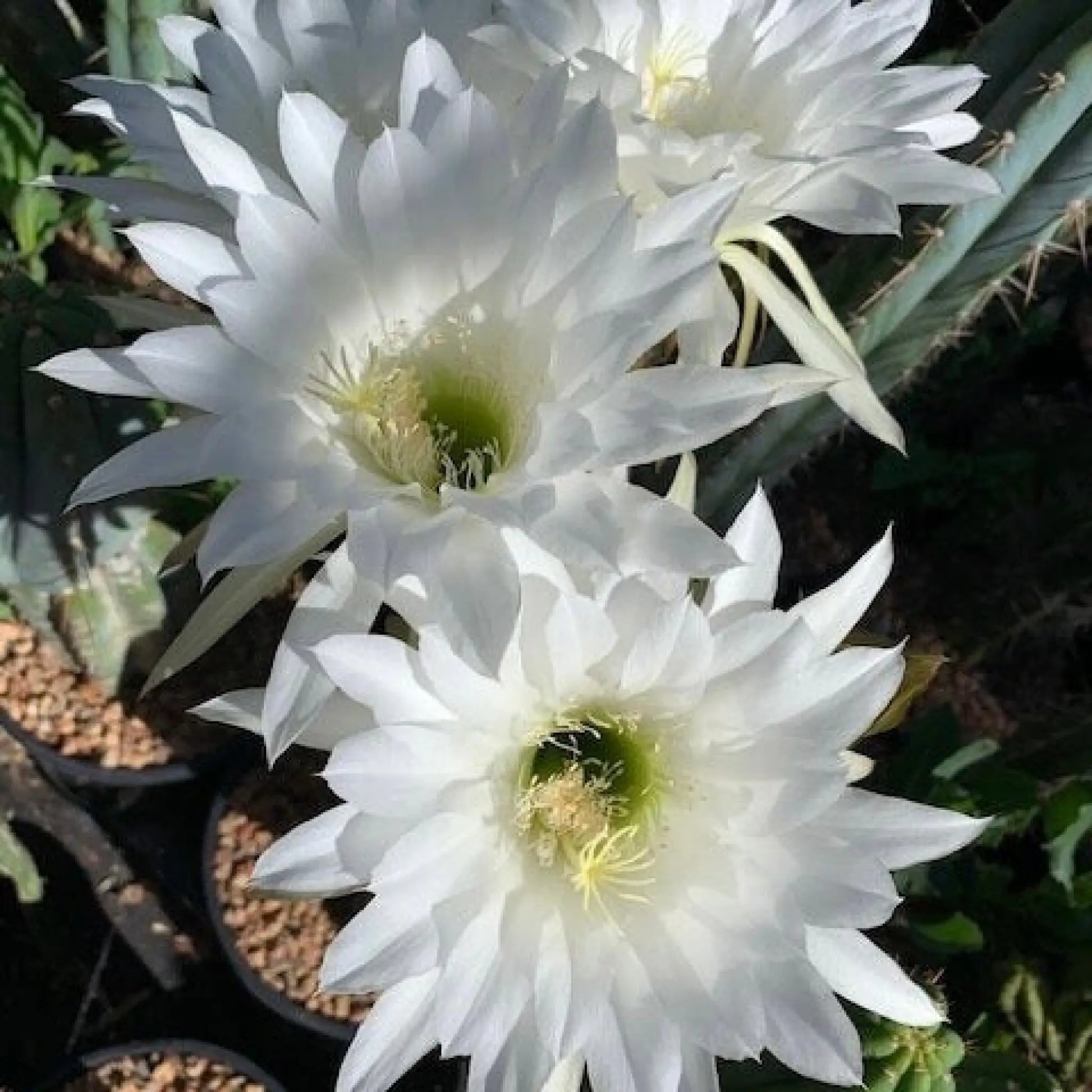 imperialis - e9 14” tip cutting - live cactus plant