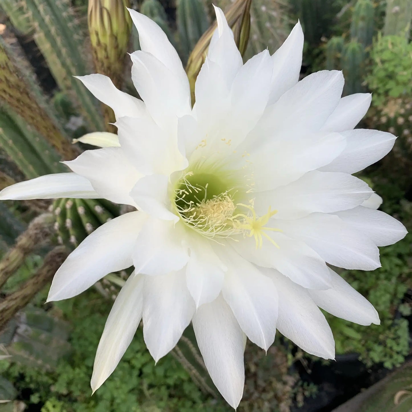 imperialis - e9 14” tip cutting - live cactus plant