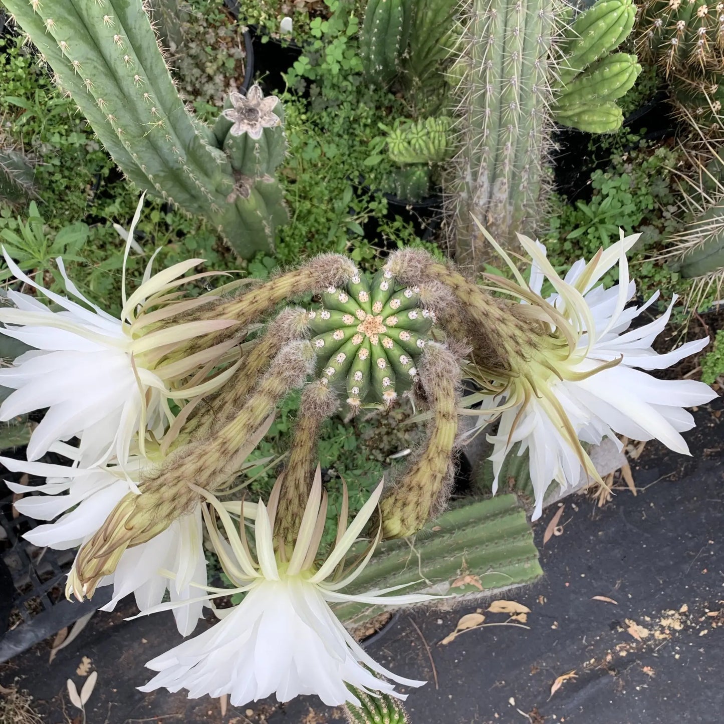 imperialis - e9 14” tip cutting - live cactus plant