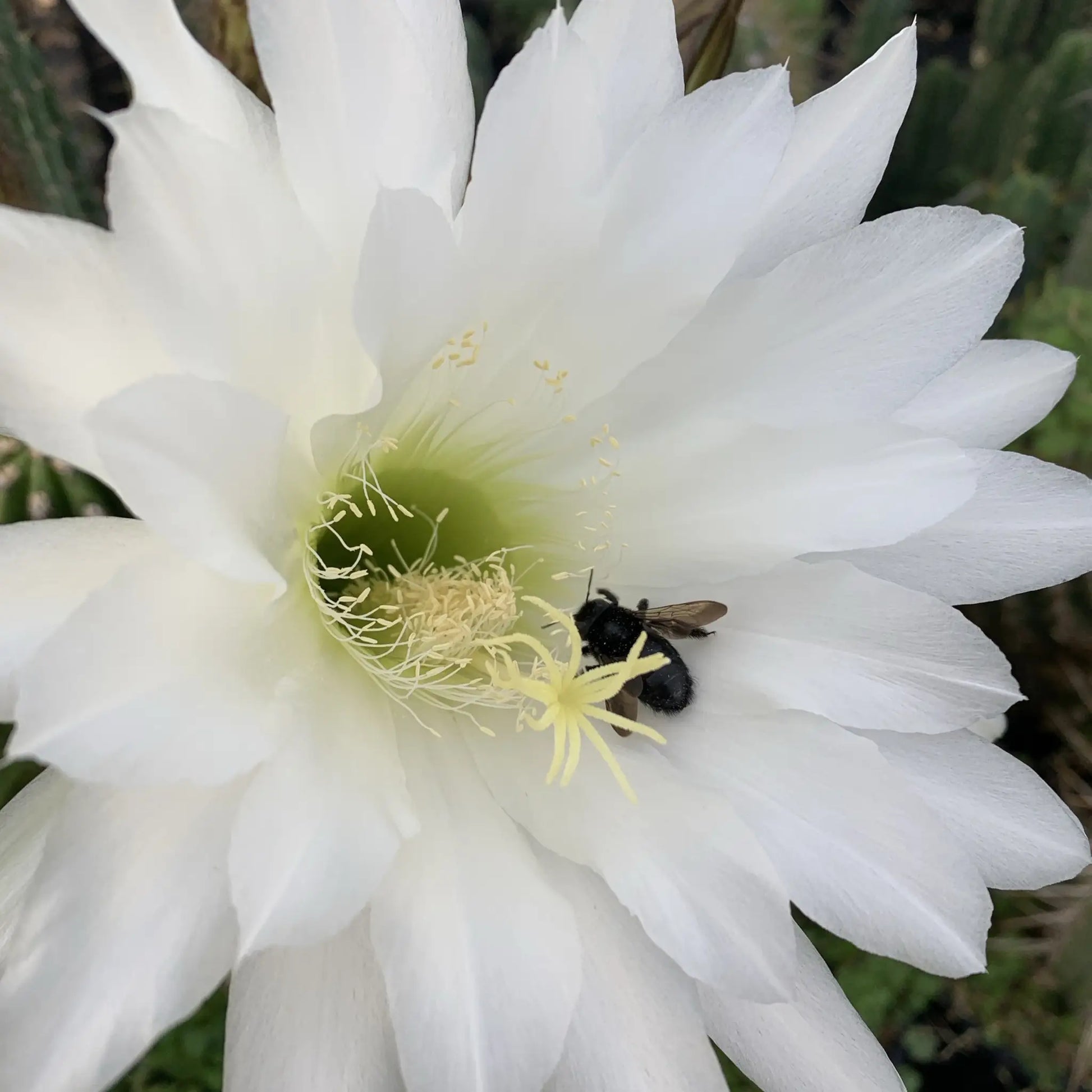 imperialis - e9 14” tip cutting - live cactus plant