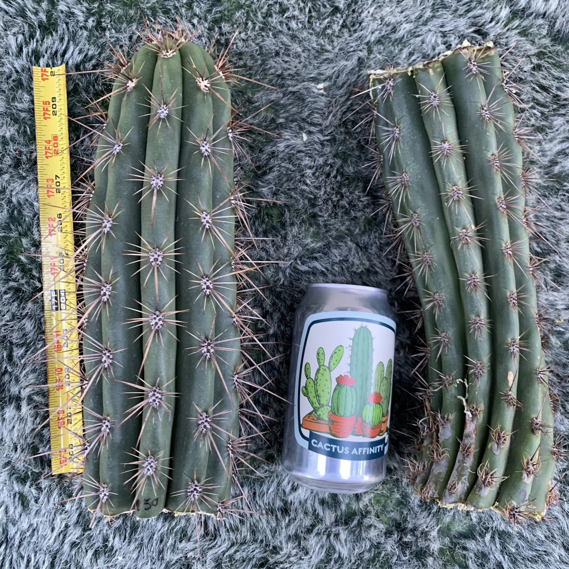 TCP - JS250 - 10” tip cut - live cactus plant