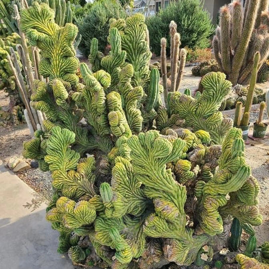 JS323 - one 10” center cutting - live cactus plant
