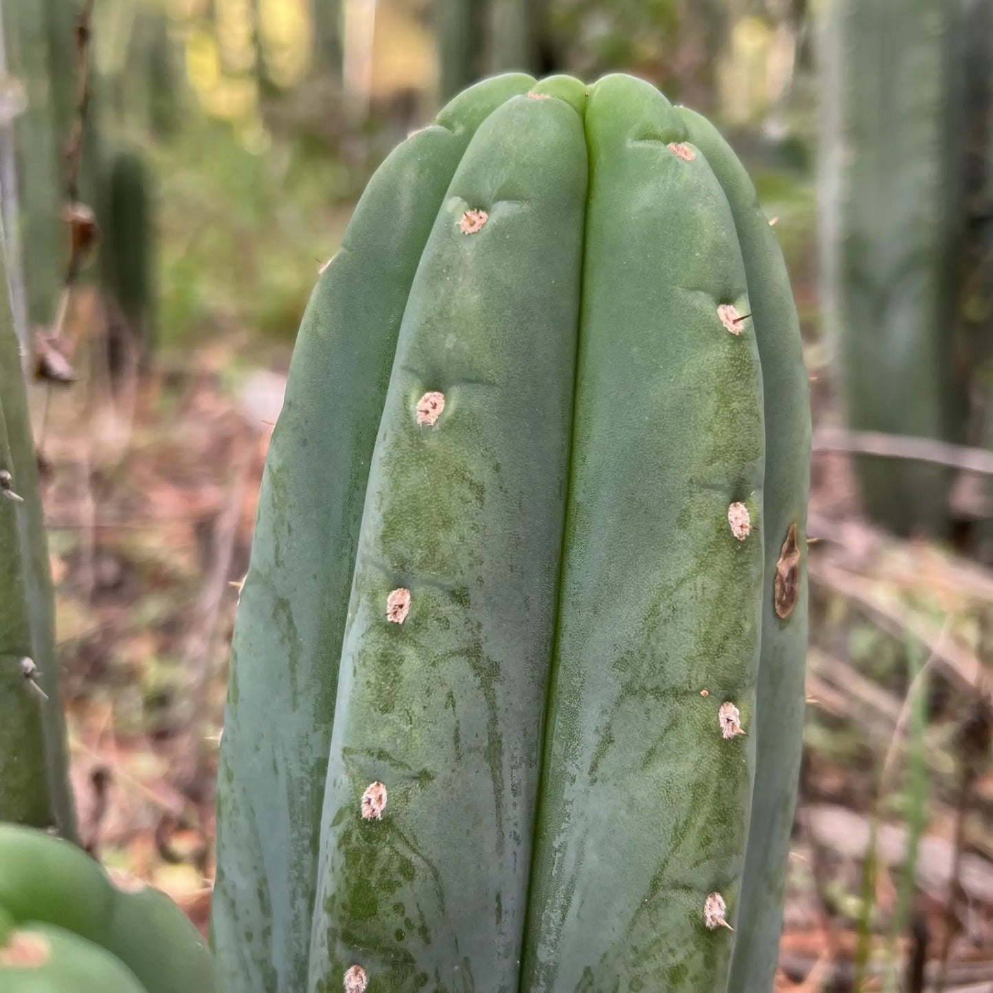 JS336 - live cactus plant