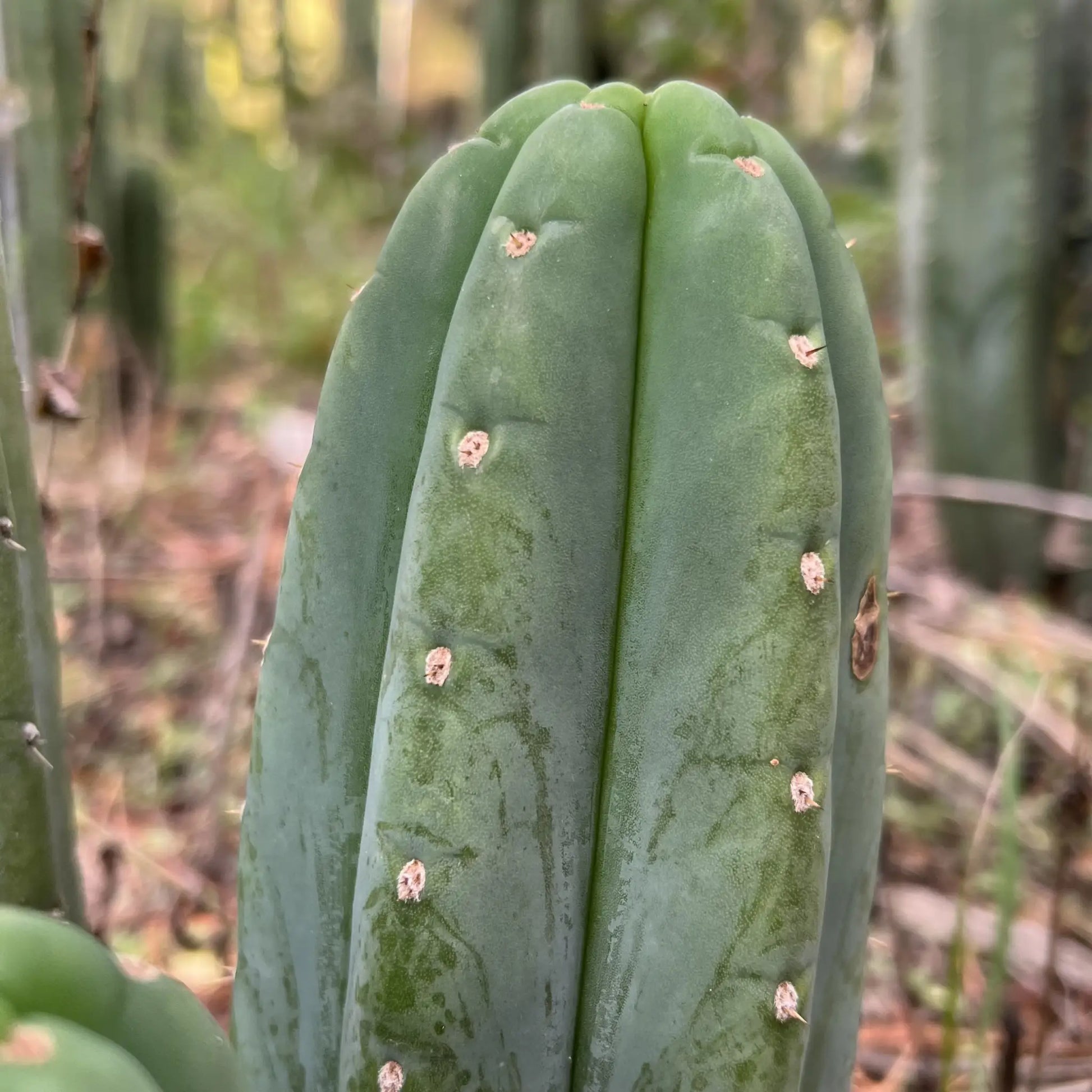 JS336 - live cactus plant