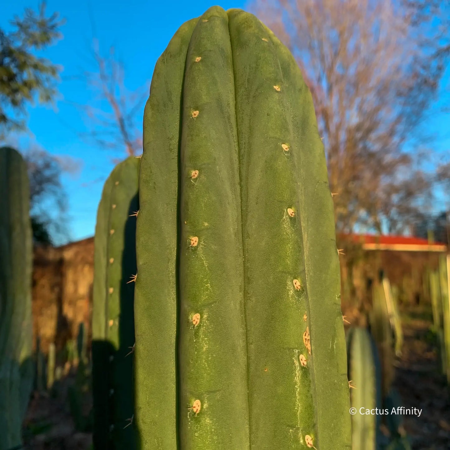 JS336 - live cactus plant