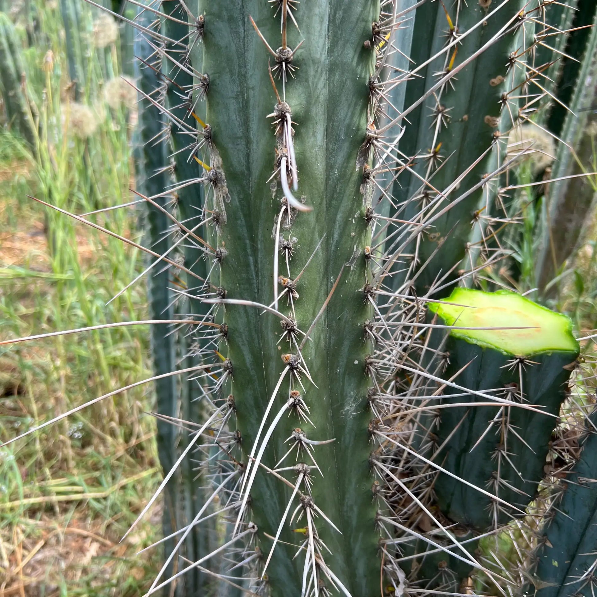 JS47 - live cactus plant