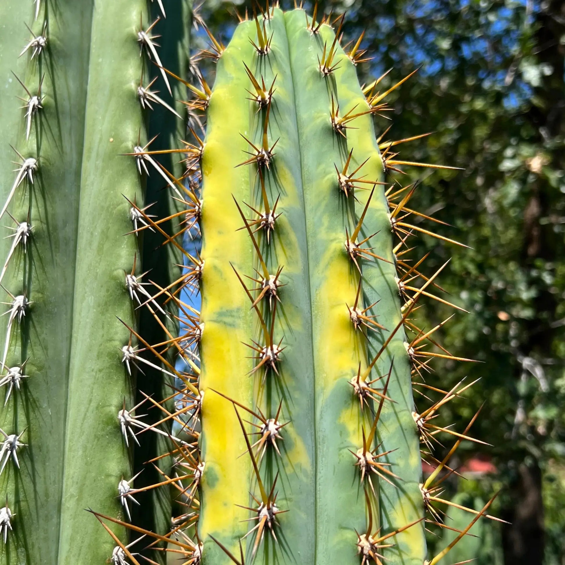 JS47 - one 10” variegated tip cutting - live cactus plant