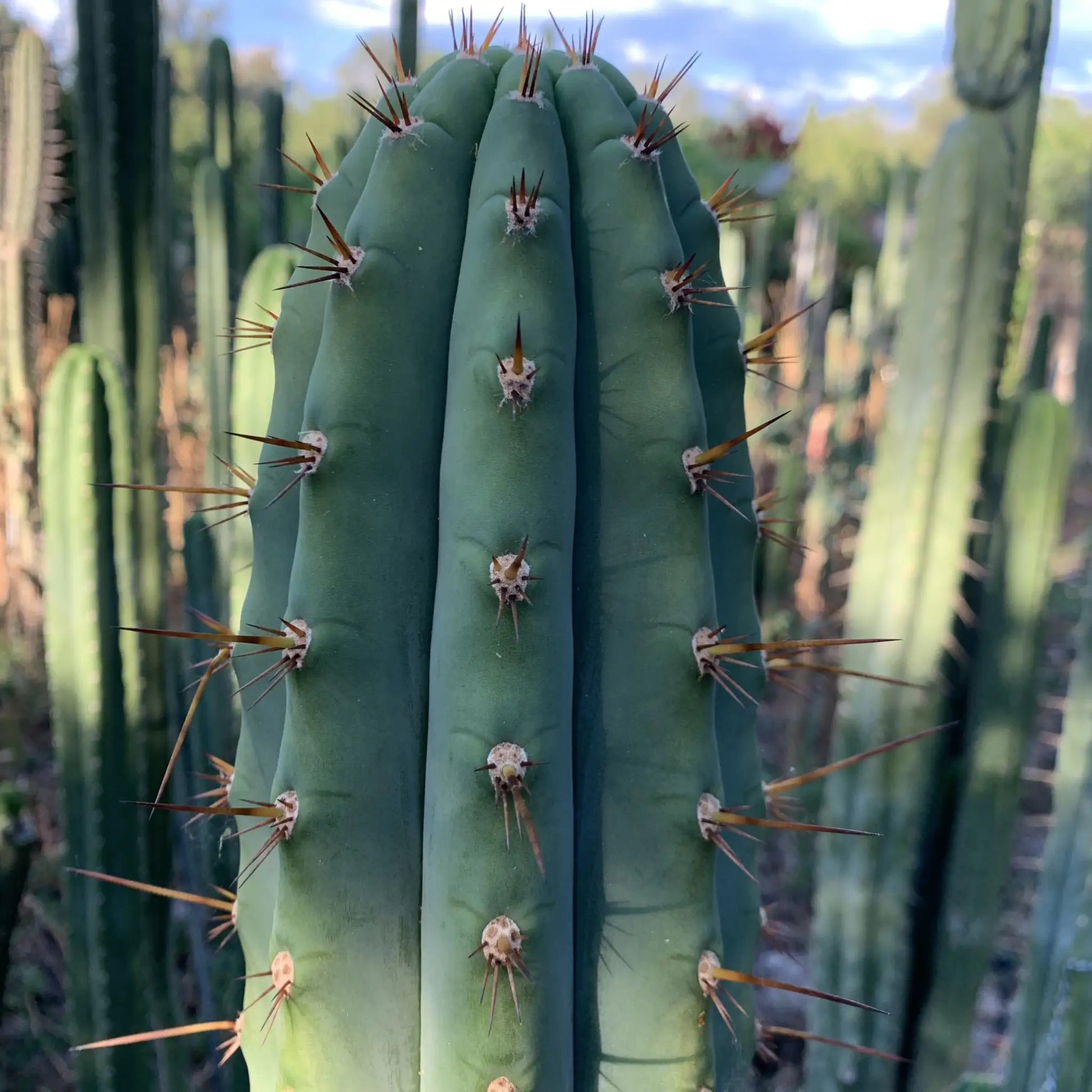 JS47 - live cactus plant