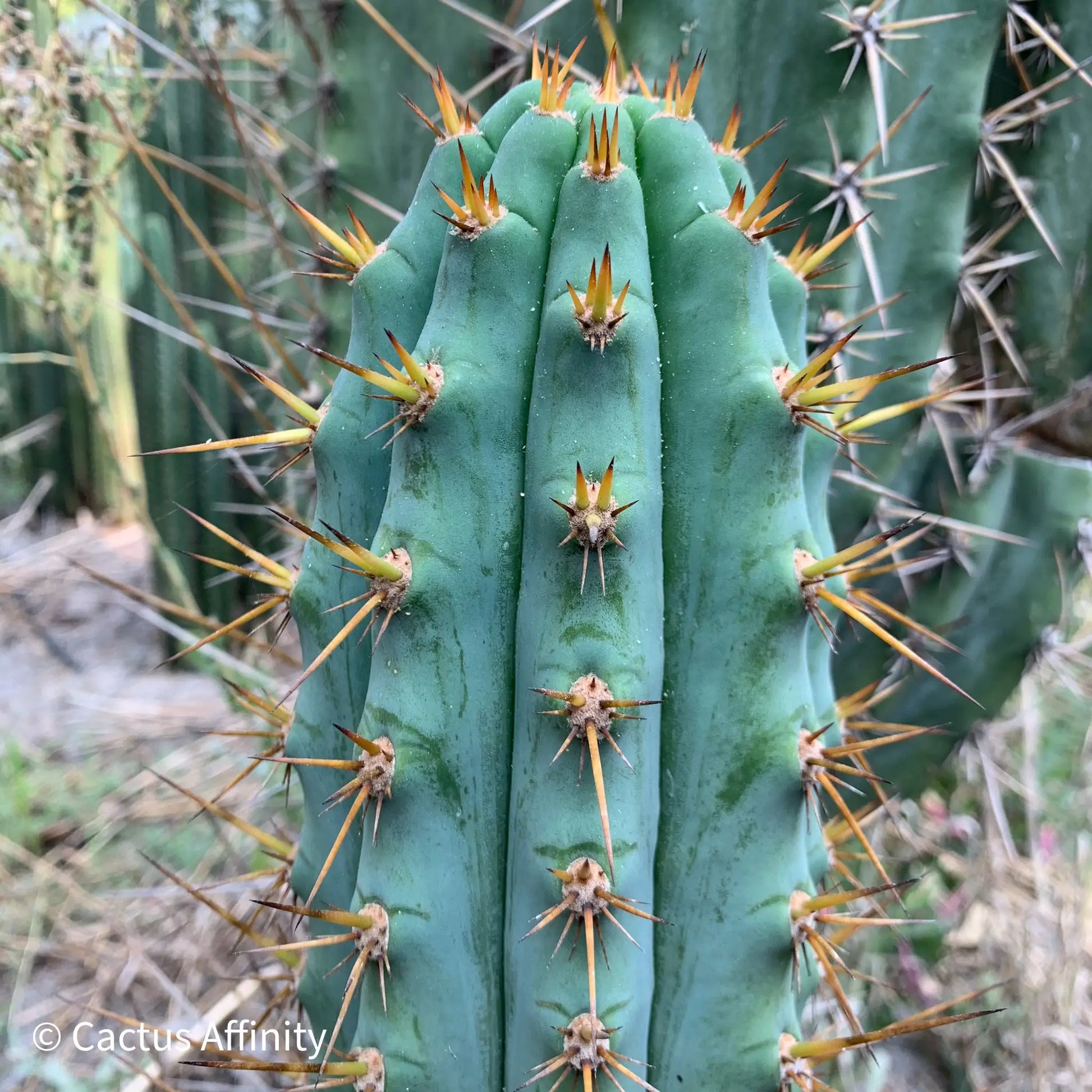 JS47 - live cactus plant