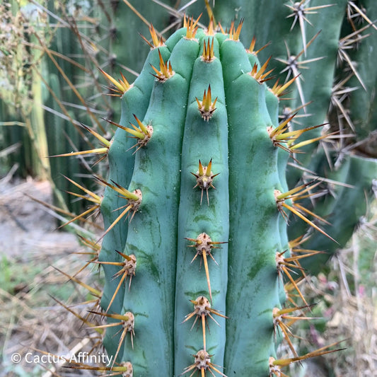 JS47 - live cactus plant