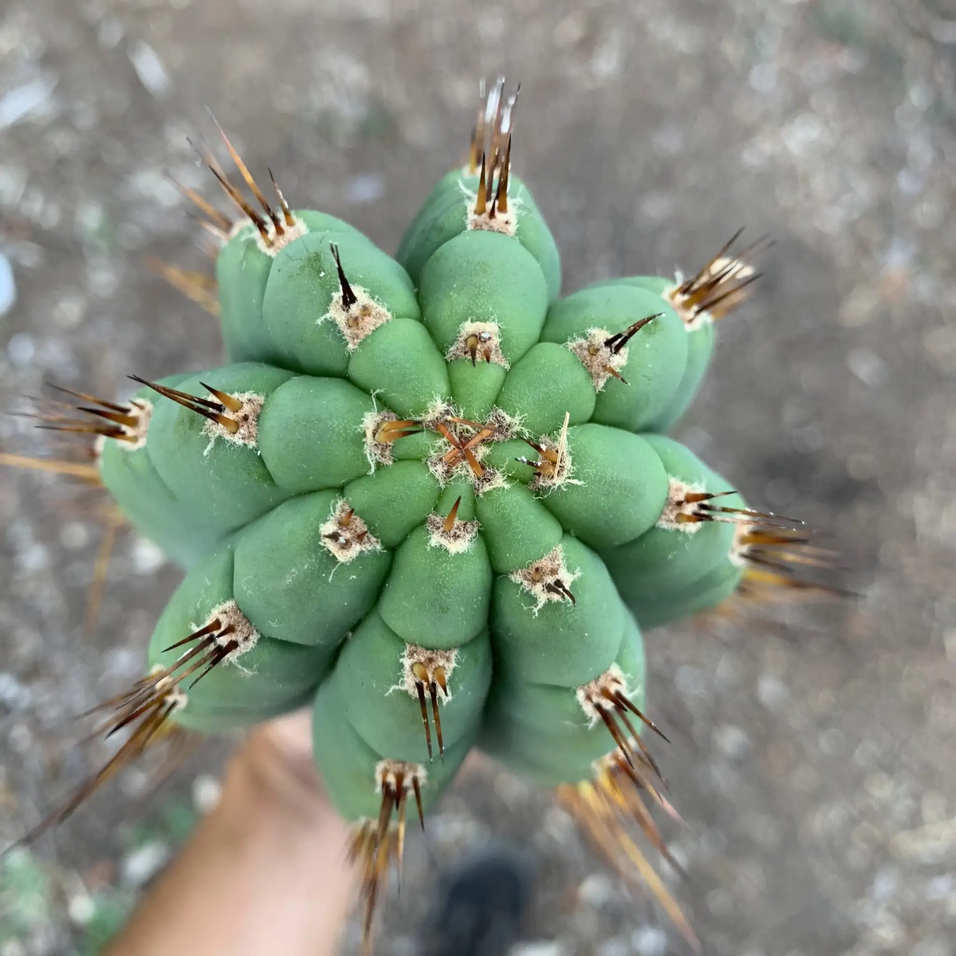 JS47 - live cactus plant