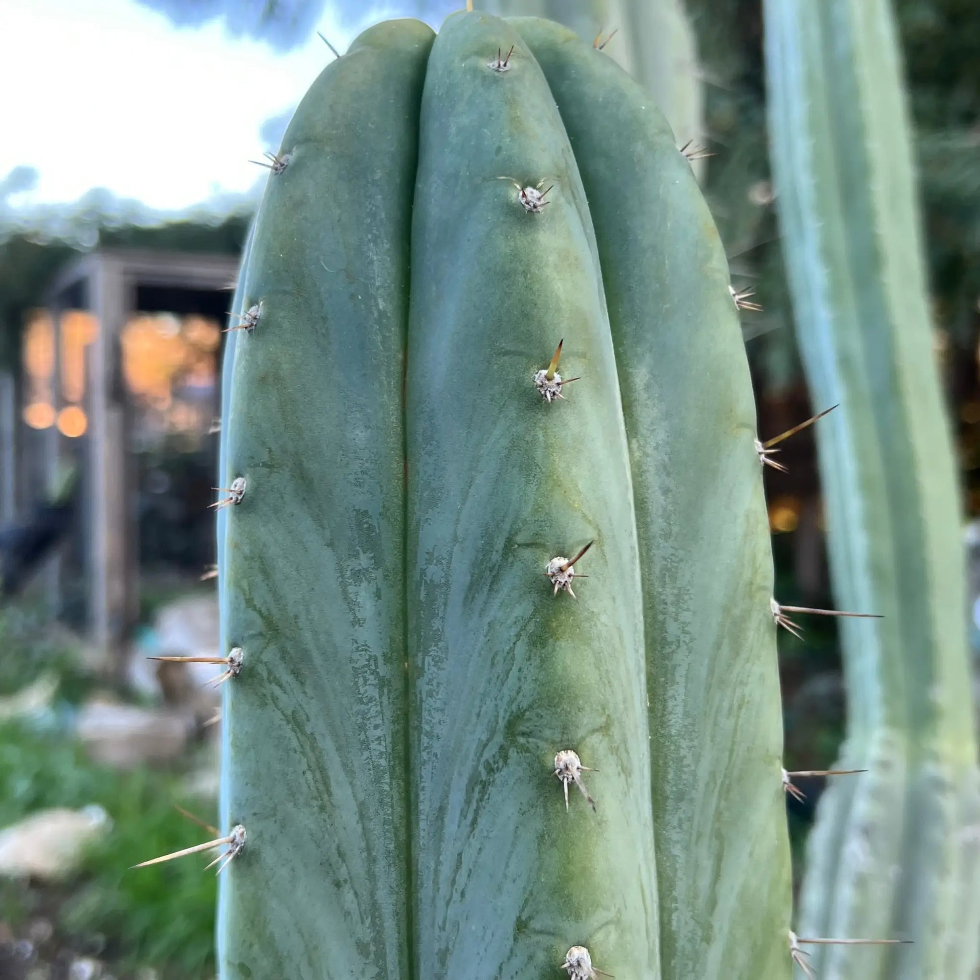 JS500 - one 10” center cutting - live cactus plant
