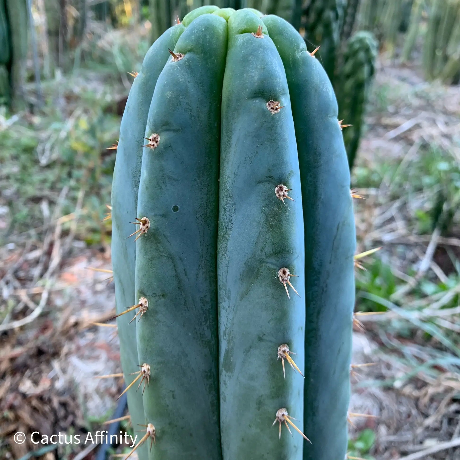 JS500 - one 10” center cutting - live cactus plant