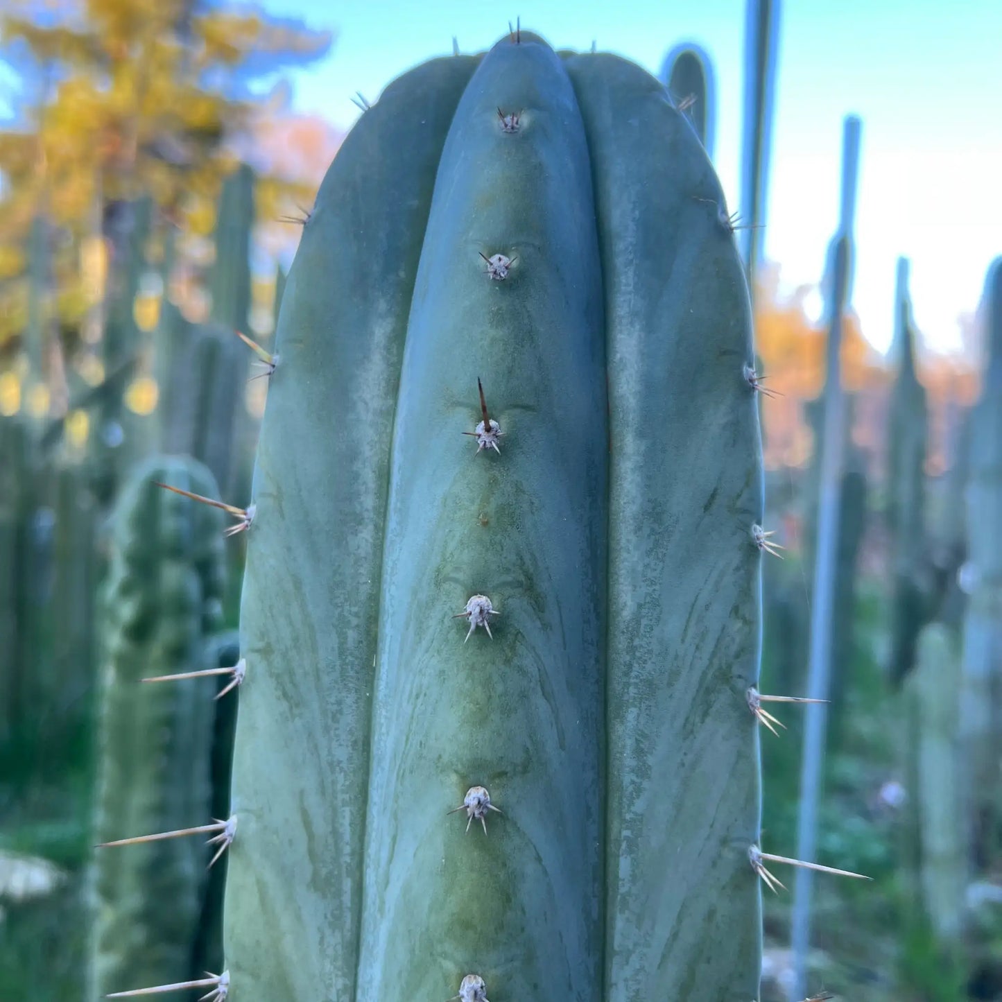 JS500 - one 10” center cutting - live cactus plant