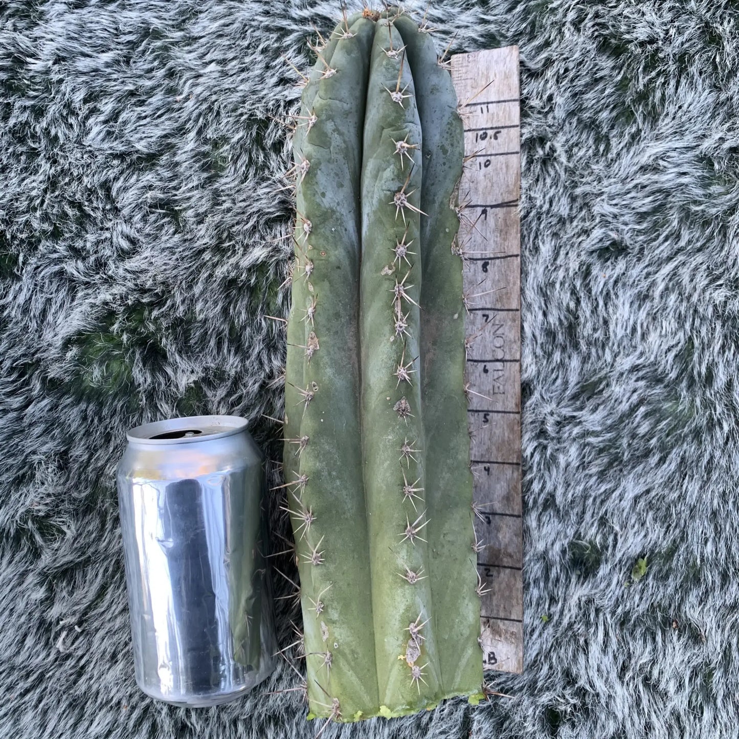 Big Mac JS688 - D1 10” tip cut - live cactus plant