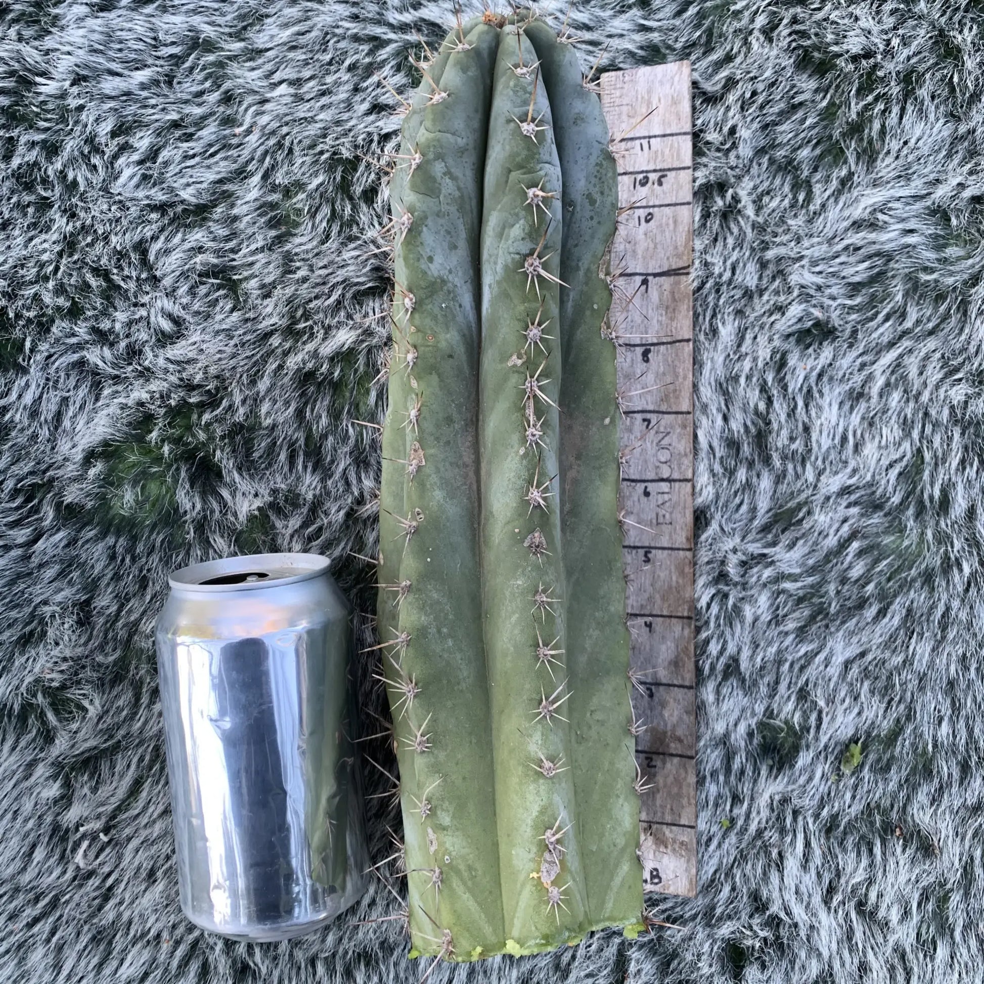 Big Mac JS688 - D1 10” tip cut - live cactus plant