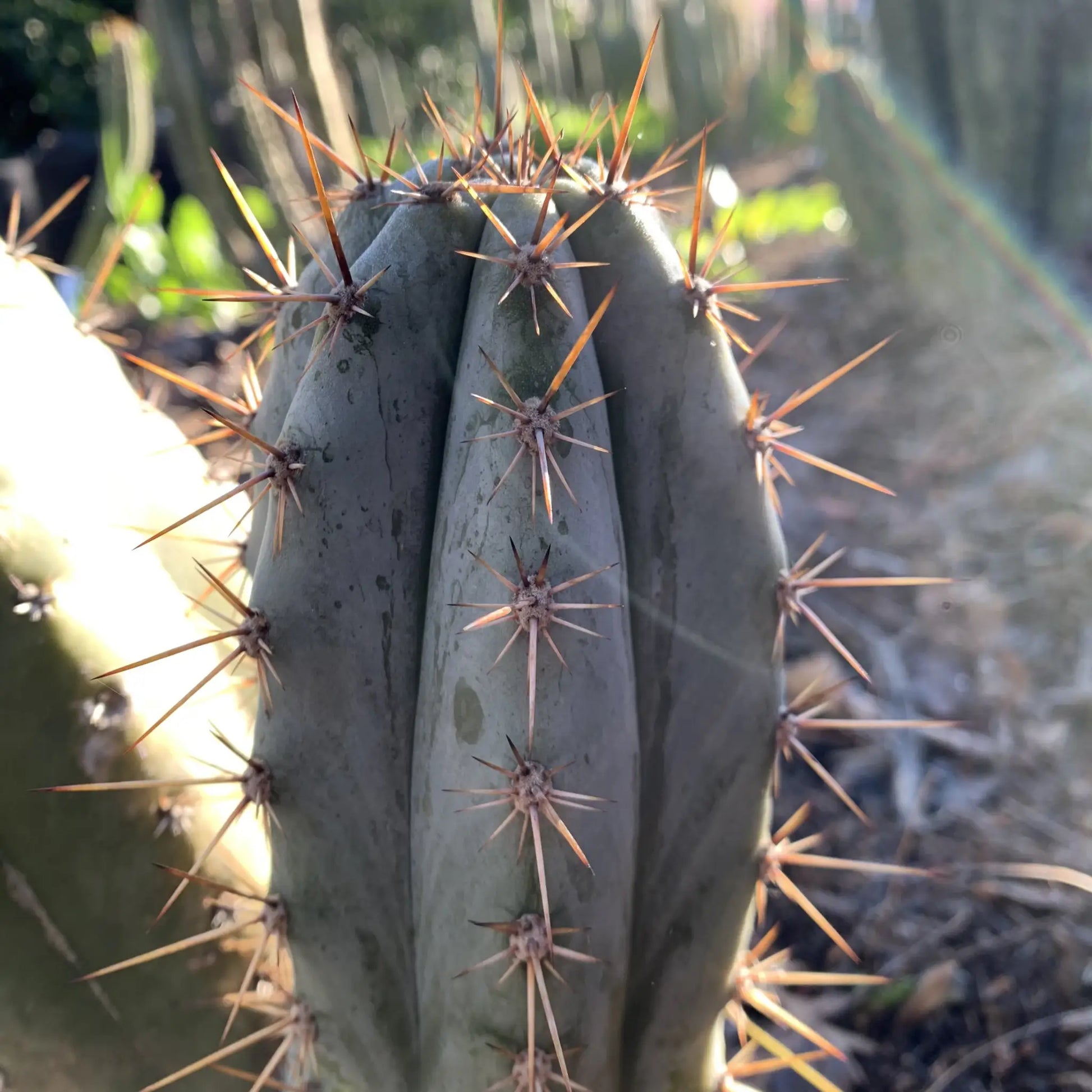 Big Mac JS688 - D1 10” tip cut - live cactus plant