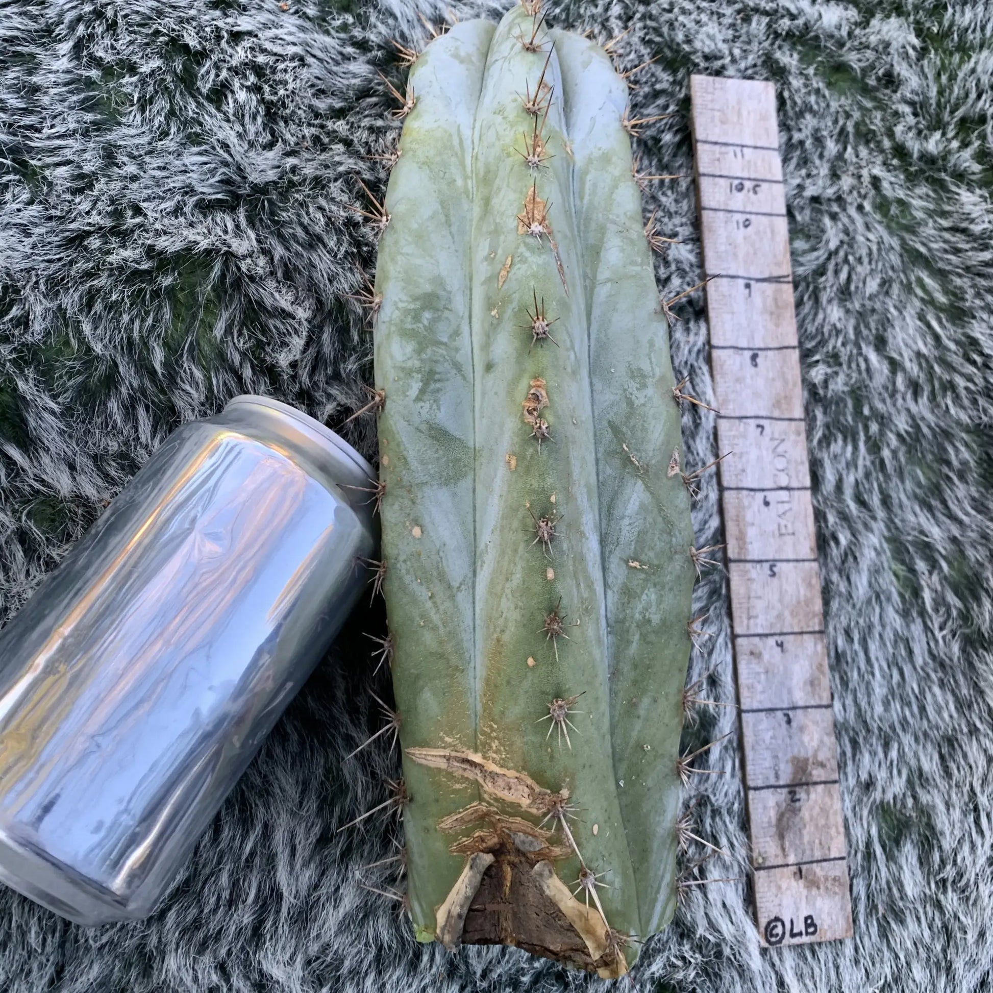 Big Mac JS688 - D1 10” tip cut - live cactus plant