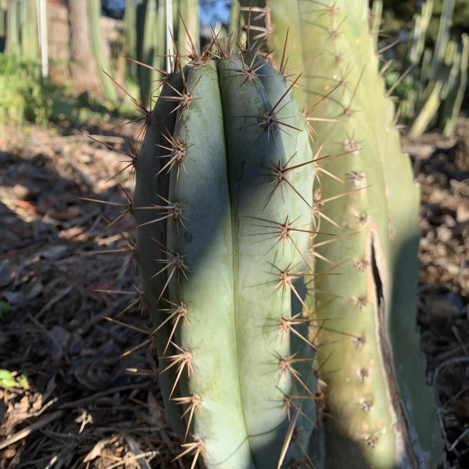 Big Mac JS688 - D1 10” tip cut - live cactus plant