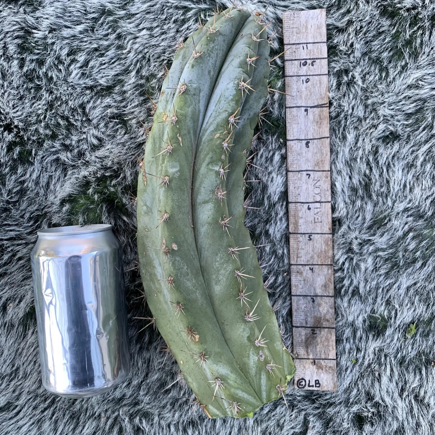Big Mac JS688 - D1 10” tip cut - live cactus plant