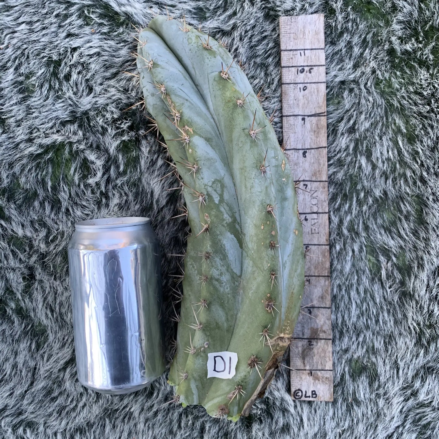 Big Mac JS688 - D1 10” tip cut - live cactus plant