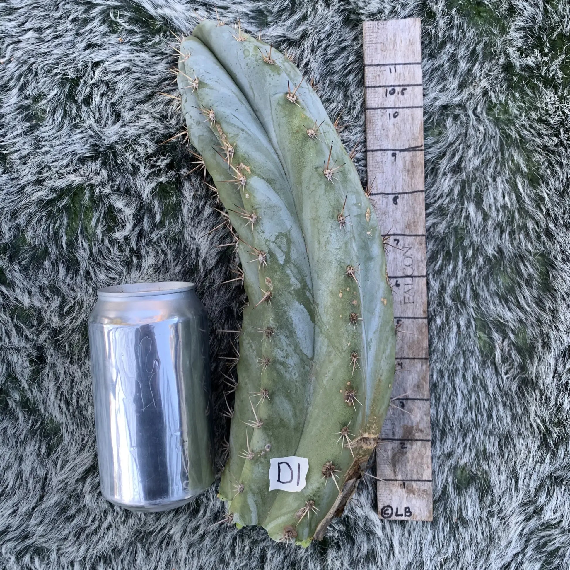Big Mac JS688 - D1 10” tip cut - live cactus plant