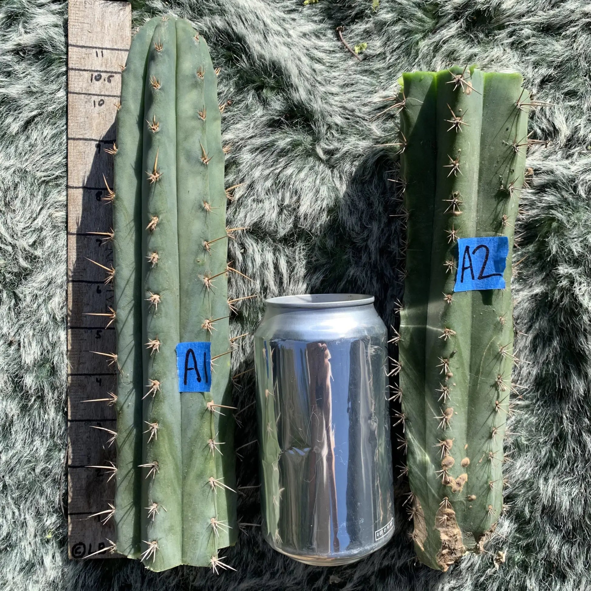 JS689 - A1 10” tip cut - live cactus plant