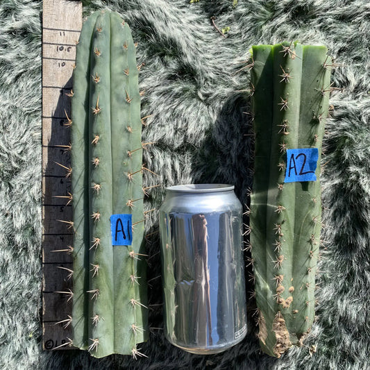 JS689 - A1 10” tip cut - live cactus plant